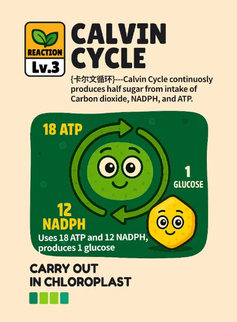 Calvin Cycle card