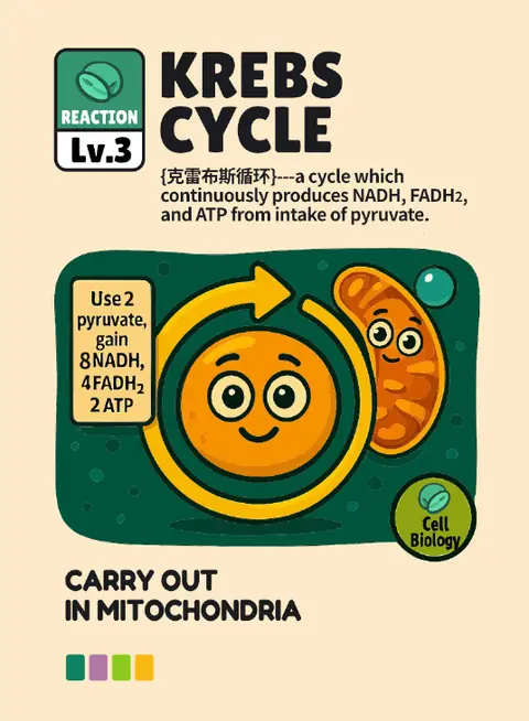 Krebs Cycle card